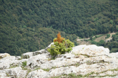 DSC07893